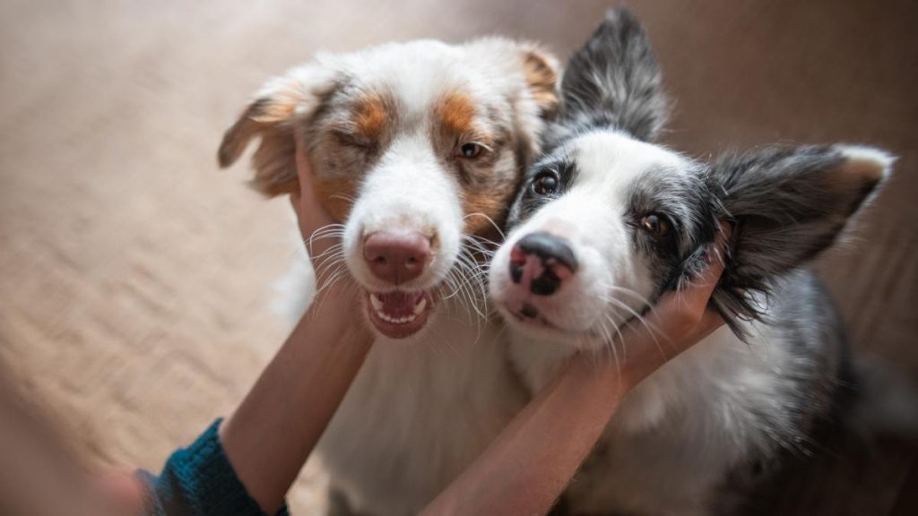 Los Perros Lloran De Alegr A Al Reencontrarse Con Sus Due Os Revela