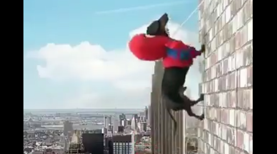 perro spider man