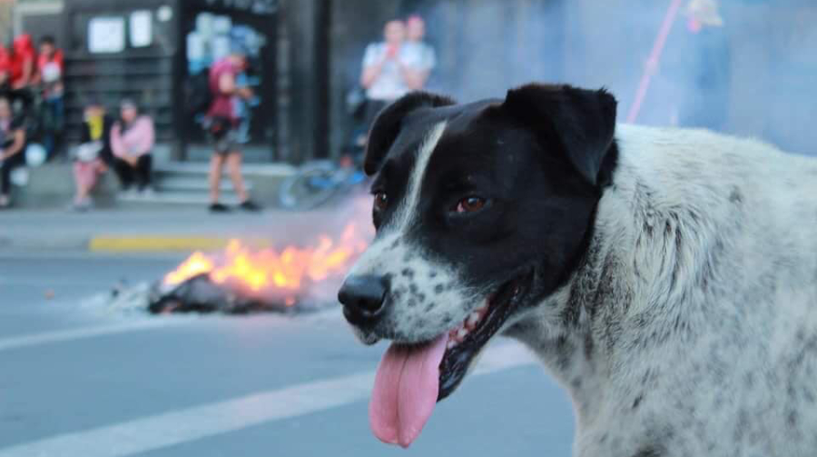 Vaquita perro de las marchas antofagasta