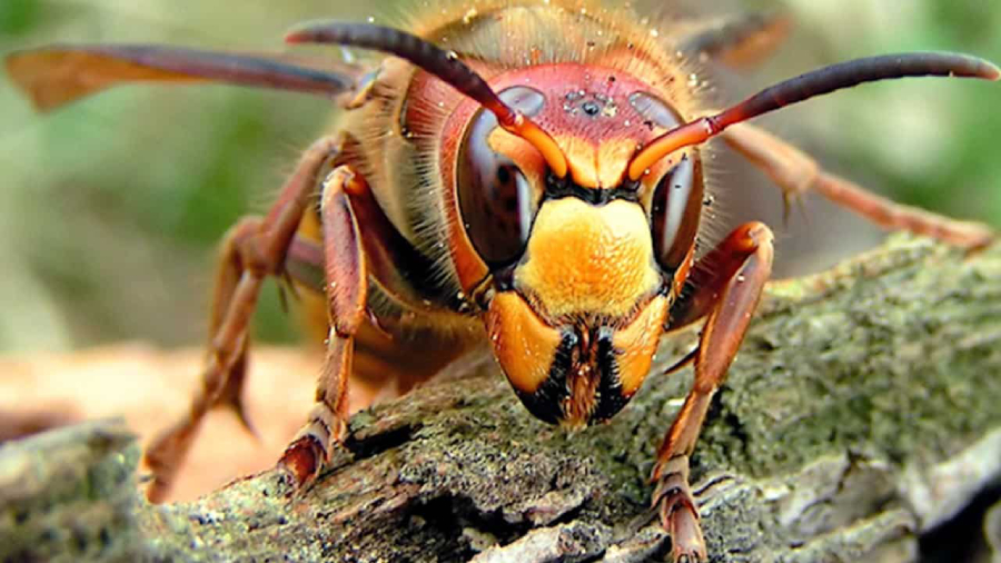 Murder Hornet El Mortal Avispón De 4 Cms Que Llegó A América — Radio Concierto Chile