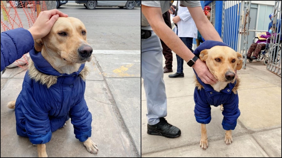 Perrito hospital perú