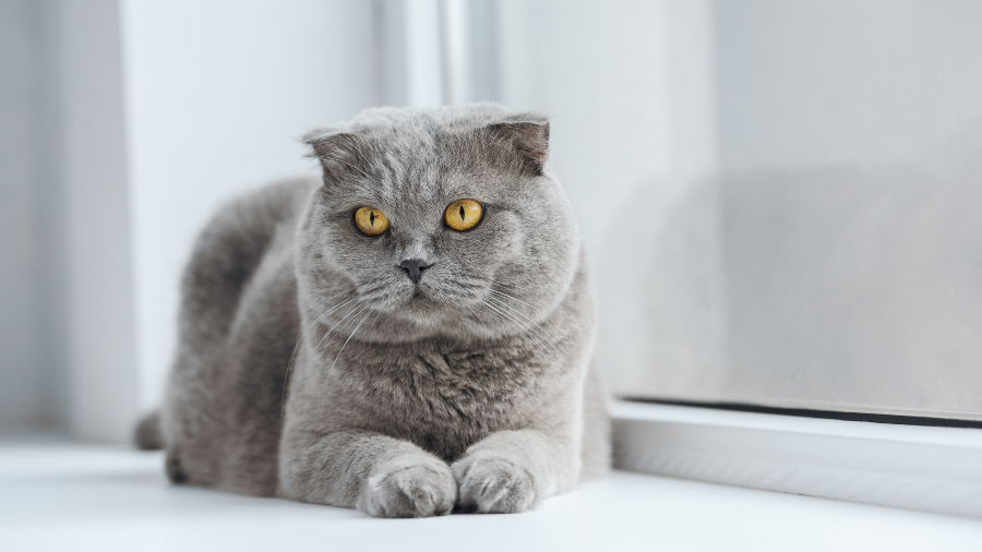 Gato que cumple deseos Scottish Fold GettyImages-1070816470 web