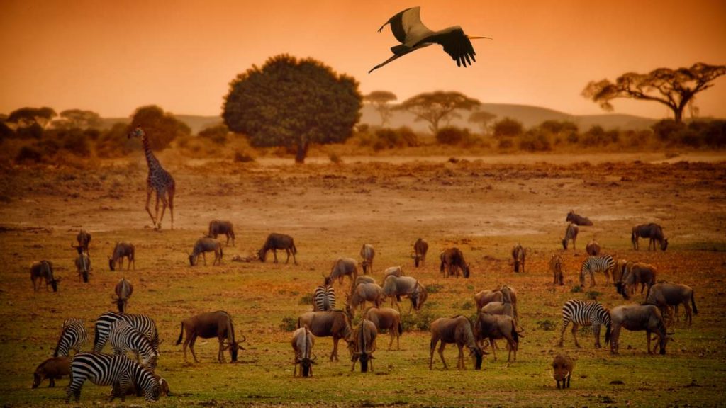 Estudio Crea Mapa Interactivo Que Muestra Lugares Donde Es Posible Conocer Nuevas Especies Animales