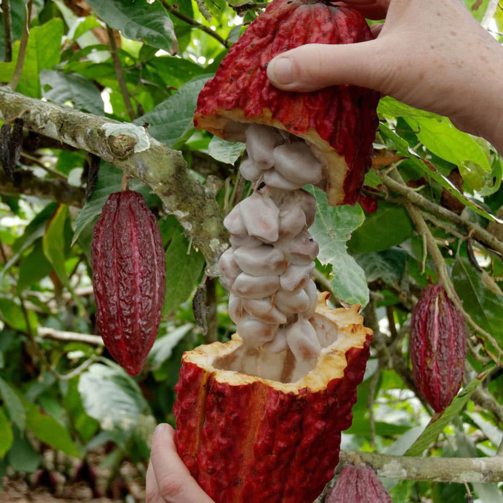 Curación Cacao