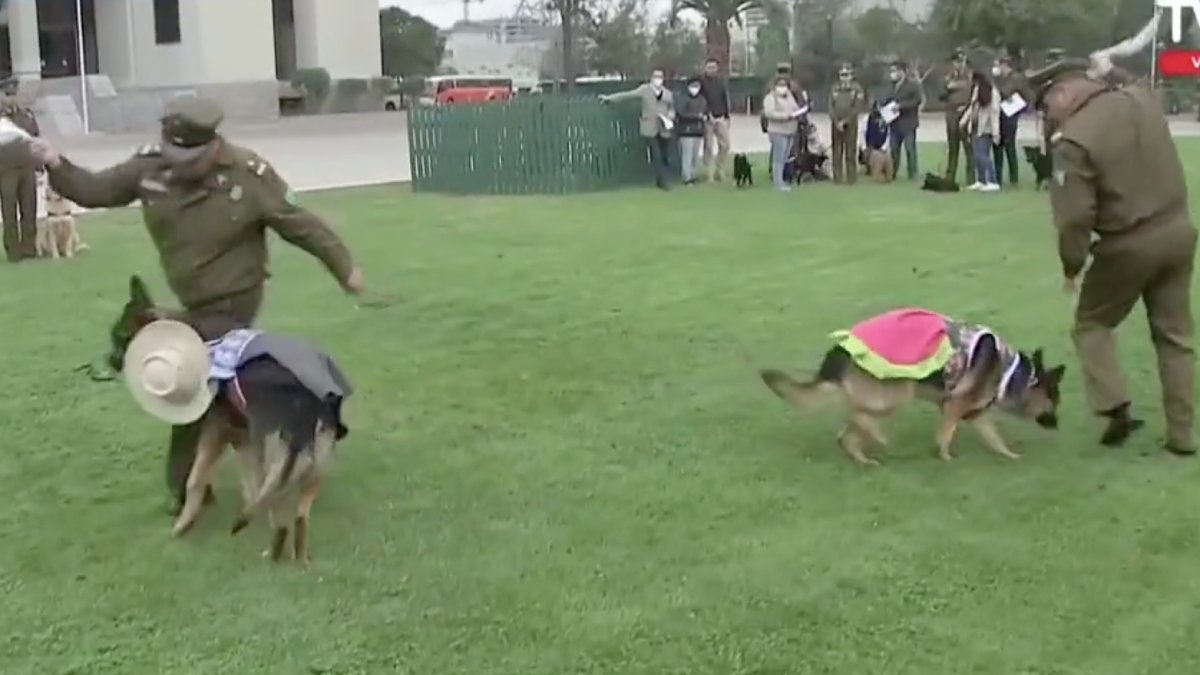 Divertido video de Carabineros bailando cueca con sus perros se hace viral  — Radio Concierto Chile