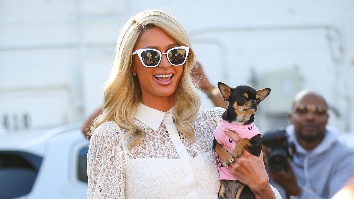 Paris Hilton: psíquica asegura que su chihuahua desaparecida está viva —  Radio Concierto Chile