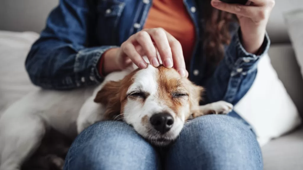 Acariciar A Un Perro Tendria Beneficios Para La Salud