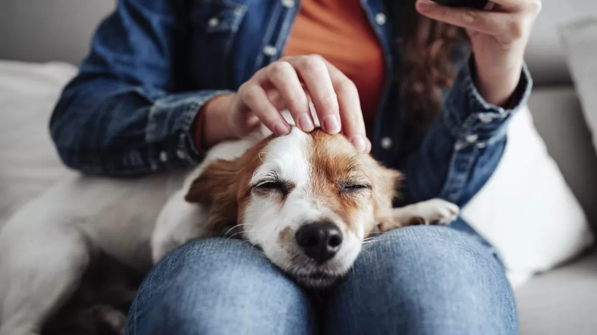 cómo interactúan los perros con los humanos