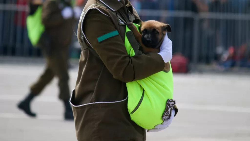 Perritos Carabineros