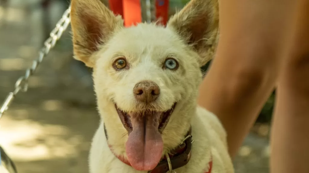 Nunoa Tendra Una Funcion De Cine Dog Friendly