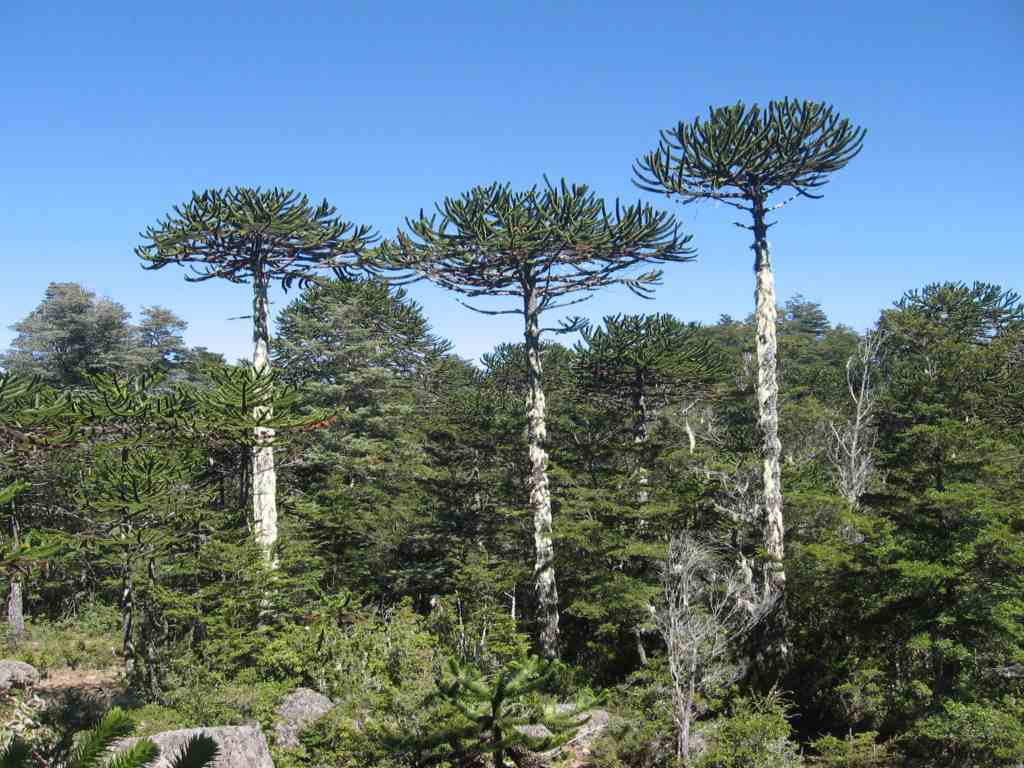 Araucaria Araucana Araucaria BFica 1024x768