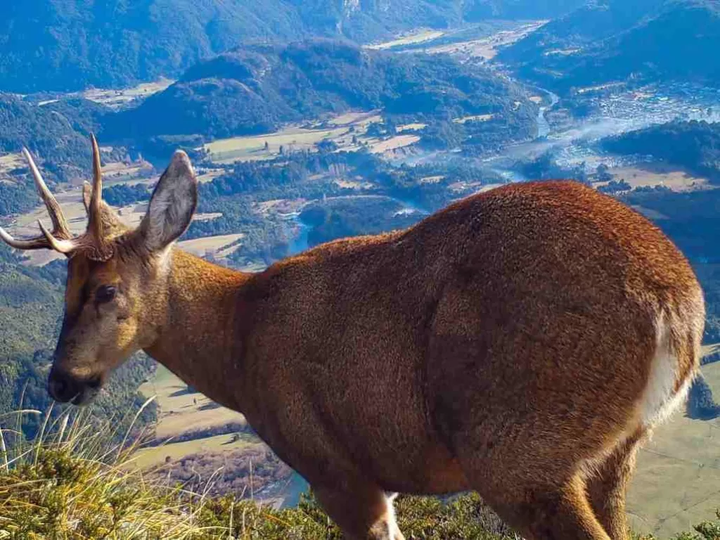 Huemul (1)