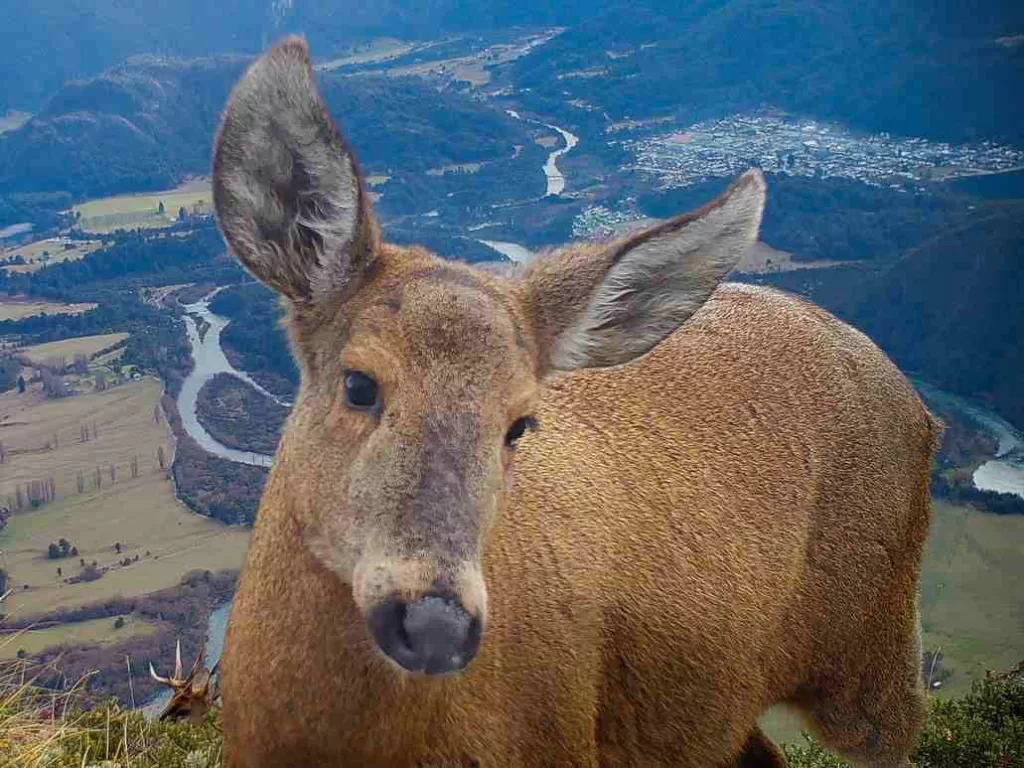 Huemul