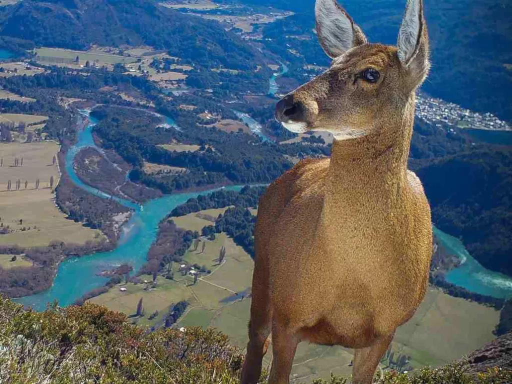 Huemul (2)