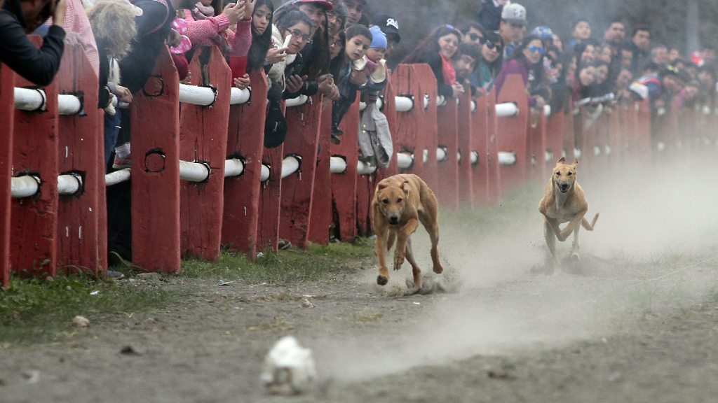 Carreras De Perros