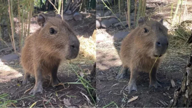 Capibara