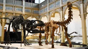 Exposición Dinosaurios Del Fin Del Mundo