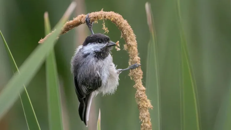 Premio De Fotografias De Aves